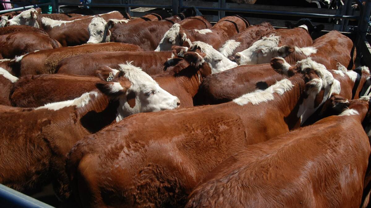All the weaner steers sold at rates in excess of 300 cents a kilogram with the better types topping at 390c/kg and averaging 350c/kg.