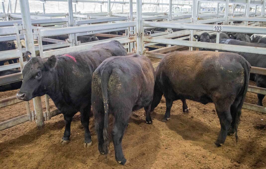 Brett Harrison, Good Hope, sold 565kg Angus-cross heifers for 369.2c/kg ($2085.95 a head) at South Eastern Livestock Exchange, Yass, last Thursday. Photo: SELX