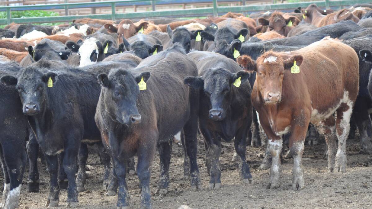 Beef production forecasts revised up