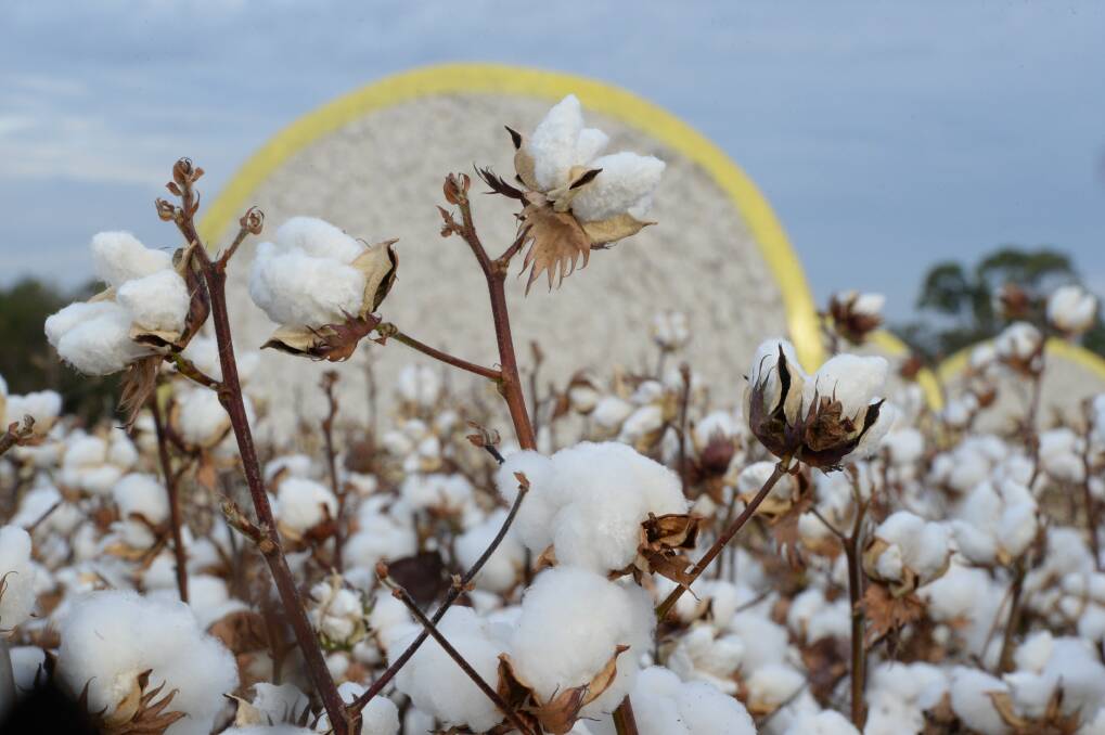 The world has been demanding more cotton —three per cent more in 2016/17 and a staggering six per cent more in 2017/18