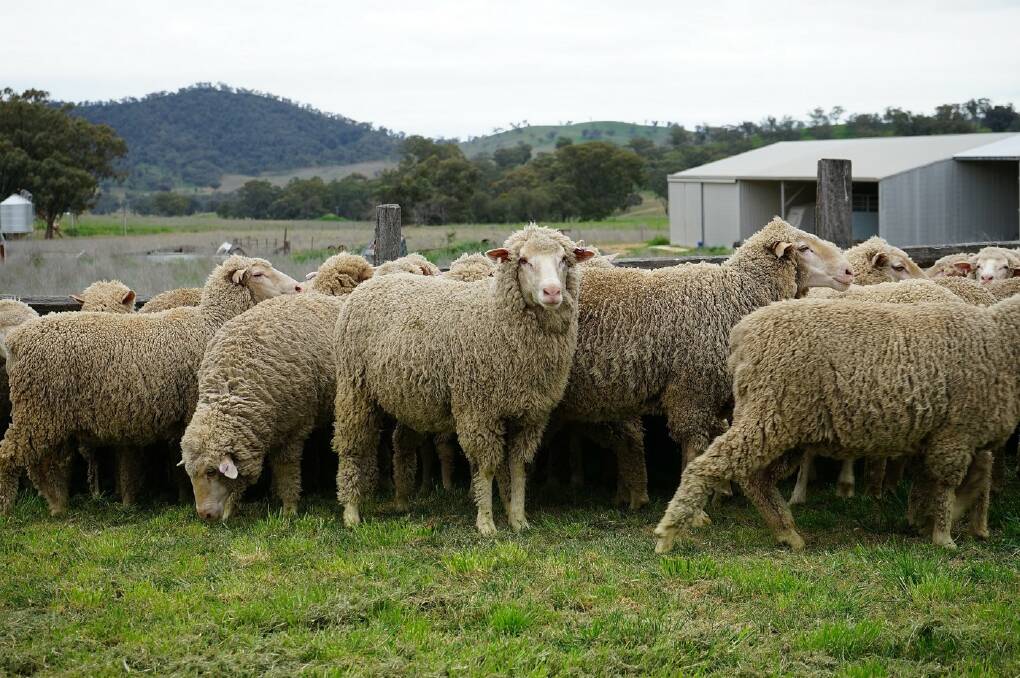 Merino ewe lambs sold online by Lindsay and Dawn Hough, Wattleglen, Wuuluman, hit $398 a head last week. Photo: Tim Beach, Ray White Livestock, Dubbo