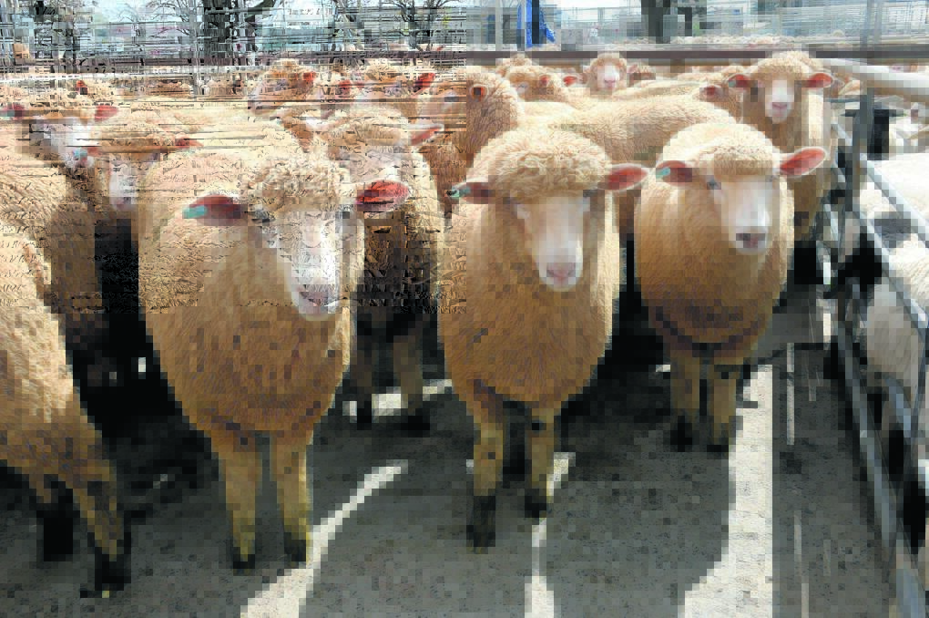 Australian lamb exports tighten in July