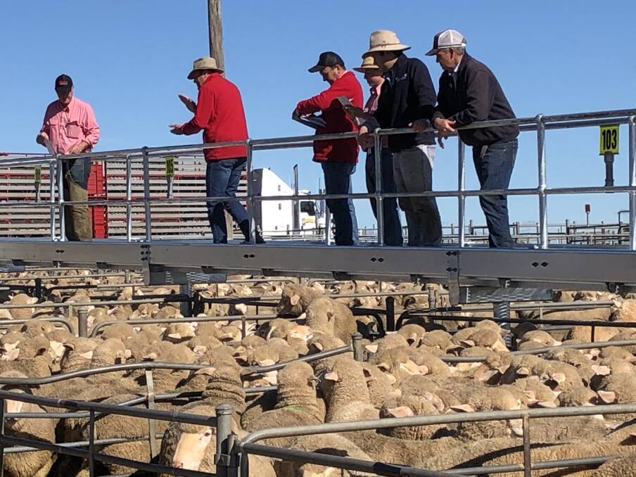 Steve Grantham and the Elders team selling new season lambs at the weekly Corowa prime lamb sale on Monday. Photo: Corowa Associated Stock Agents