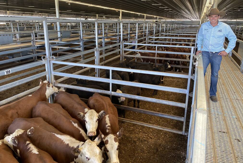 Marcus Schembri, Nutrien Bathurst, with 13 Hereford cows with their first black baldy calves that sold for $3700 a unit. The cows were part of a herd dispersal of the estate of LB Arrow, Bathurst. Photo: Central Tablelands Livestock Exchange