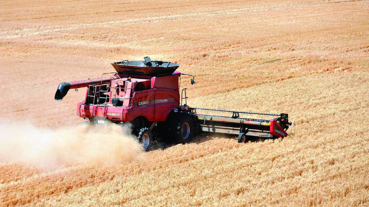 Strong demand boosts stock feed wheat values