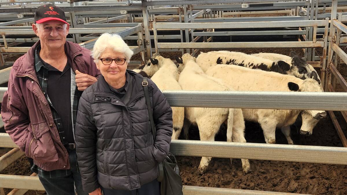 Athol Pine and Carol Abra, Quirindi, sold Speckle Park steers for 487 cents a kilogram (liveweight) at Tamworth prime cattle sale on Monday. Photo: Michelle Mawhinney, TLSAA