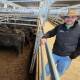 Nutrien Livestock agent Joel Fleming, Tamworth, with a pen of Angus steers that sold for 660 cents a kilogram at Tamworth prime sale on Monday. Photo: Michelle Mawhinney, Tamworth Livestock Selling Agents Association