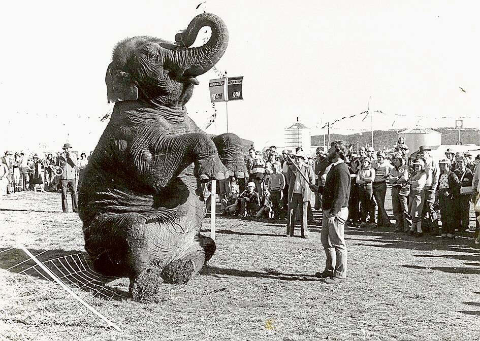 In 1978, Australian Wire Industries bought an elephant to its site.