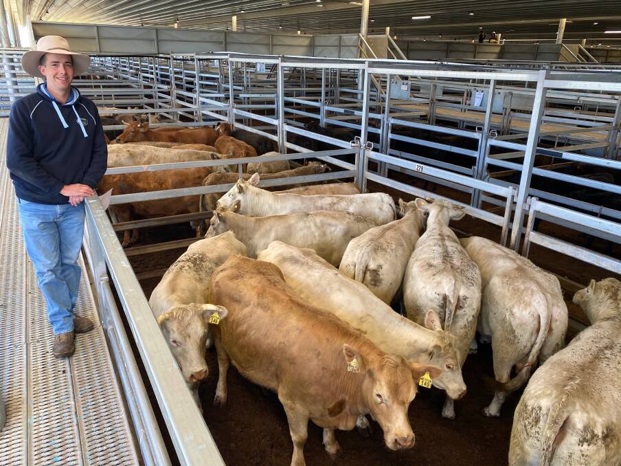 Clements and McCarthy agent James Hagney with 11 PTIC Charolais cows sold by L and E Bevan for $2860 a head at the CTLX Carcoar store cattle sale last Friday. Photo: CTLX