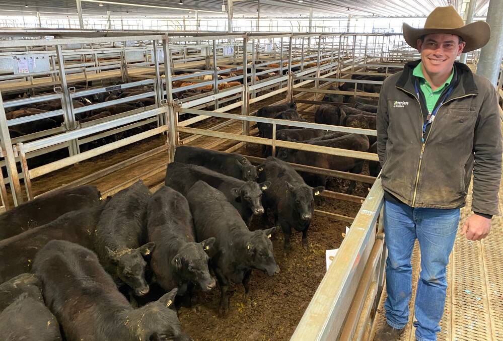 Nutrien agent Marcus Schembri, Bathurst, with 12 Angus heifers, 344kg, that sold for $1470 a head (427c/kg) during the CTLX, Carcoar, store cattle sale last Friday.
