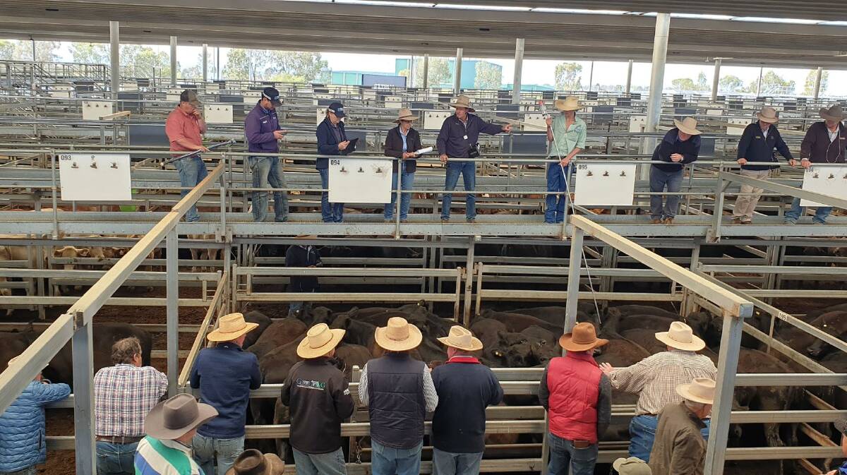 Buyers on the rail during the Tamworth prime cattle sale on Monday. Strong restocker demand on the back of the rain and improving seasonal conditions resulted in a dearer trend. Photo: Michelle Mawhinney, TLSAA