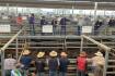 Heifers worth more than steers | Market Murmurs