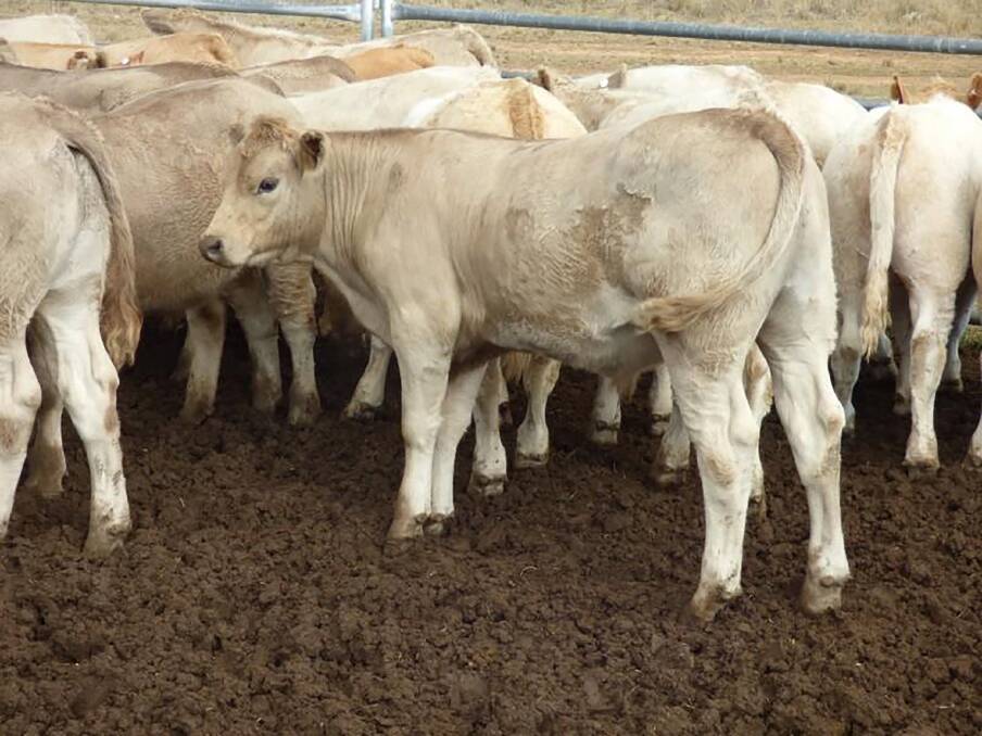 Charolais/Angus weaned steers, 282kg offered c/kg and $/head returned $1110/390c/kg. Vendor was DA and JRA Witten Partnership and assessor was Dannie Wilkie, Objective Livestock Marketing.