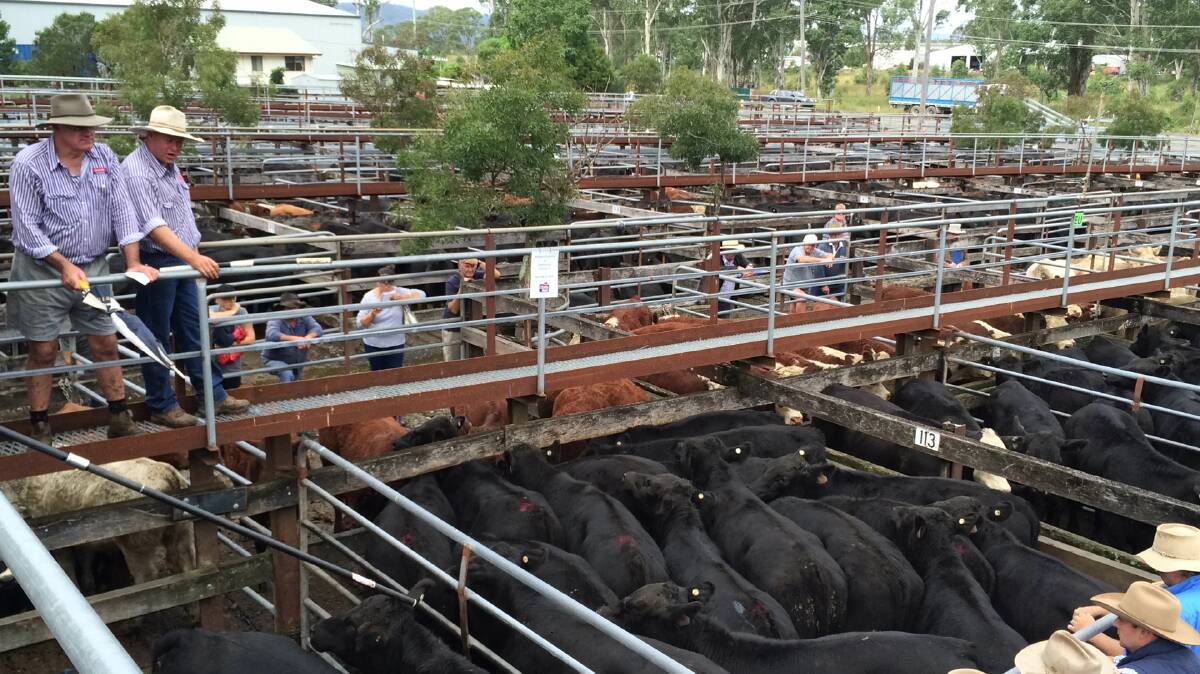 Gloucester yearling steers sell to $1200