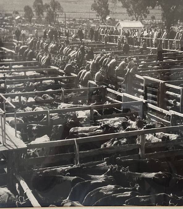 There's a long history of livestock marketing at Cootamundra saleyards. This supplied picture shows a cattle sale in 1932. The 4011 head yarding was a record for the centre at that time.