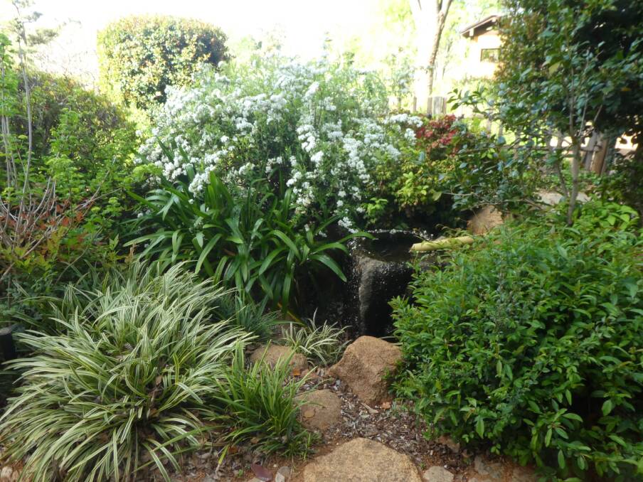 Flowering May, evergreen camellias and variegated mondo grass enhance this elegant water feature in the Japanese garden in Dubbo Regional Botanical Gardens.