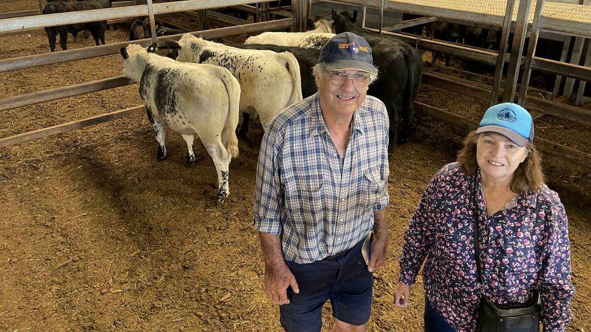 Russell and Anita Clapham, Grenfell, bought several pens of young cattle, including 276kg Speckle Park steers for $1260 at Carcoar last Friday. Picture by Karen Bailey.
