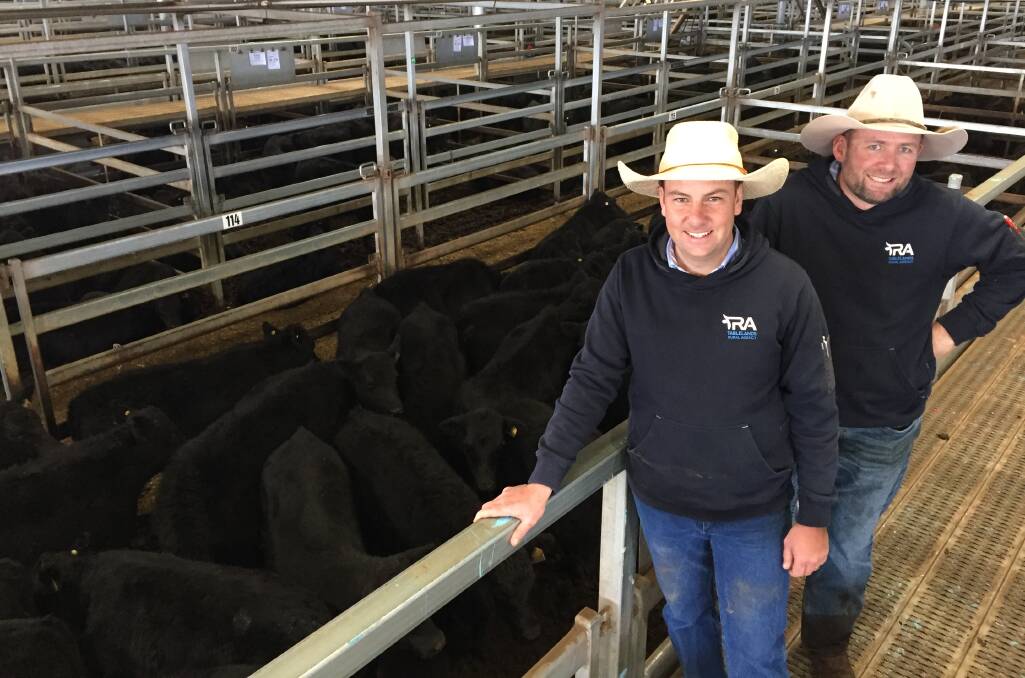Tablelands Rural Agency principals Taylor Meek and Michael Anderson look over a pen of September/October-drop Angus steers they sold for clients Edmondson Rural Holding, Sunnyside, Garland, that made $1865/head.