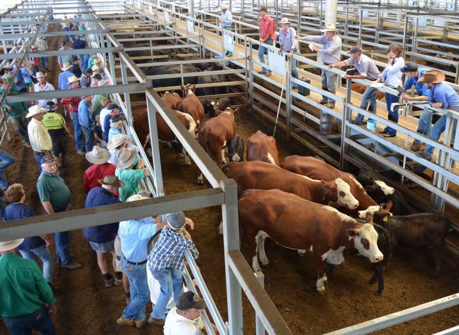 During much of September, 51 per cent of medium cows were sold through NSW saleyards according to Meat and Livestock Australia figures.