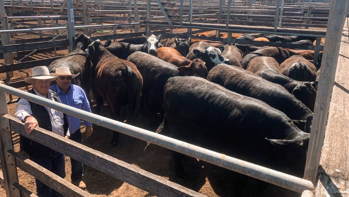 Roma's sale results continue to have a bearing on the EYCI. GDL Mitchell agent Jason Belz with vendor David Sullivan, Studley, Roma, sold 35 Angus-cross bullocks, 726.86kg, for 433.2c/kg at Roma's sale in Queensland on Tuesday.