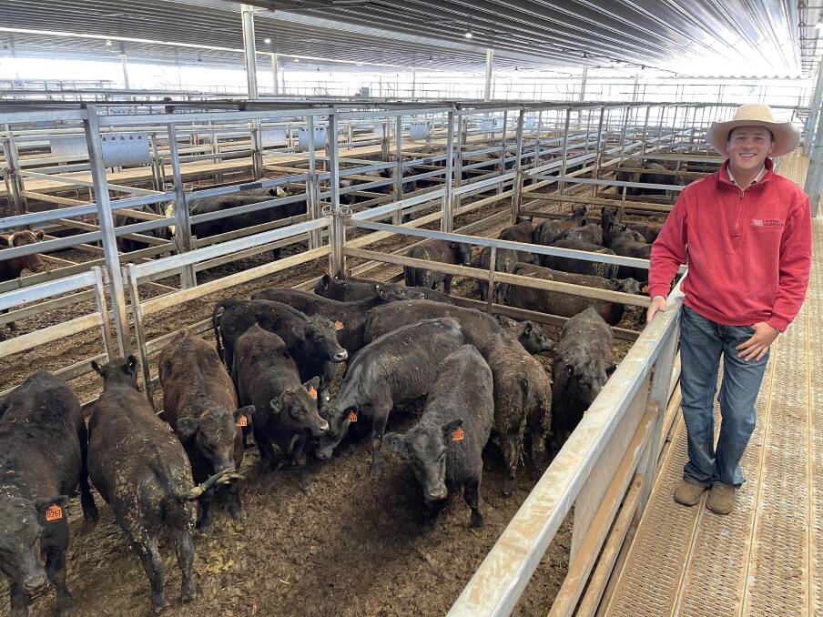 Bowyer and Livermore agent Harry Phillips, Bathurst, with 296 kilogram Angus steers sold by John Abraham Properties for 739.2 cents a kilogram at the Carcoar prime cattle sale on Tuesday. Photo: Brock Syphers