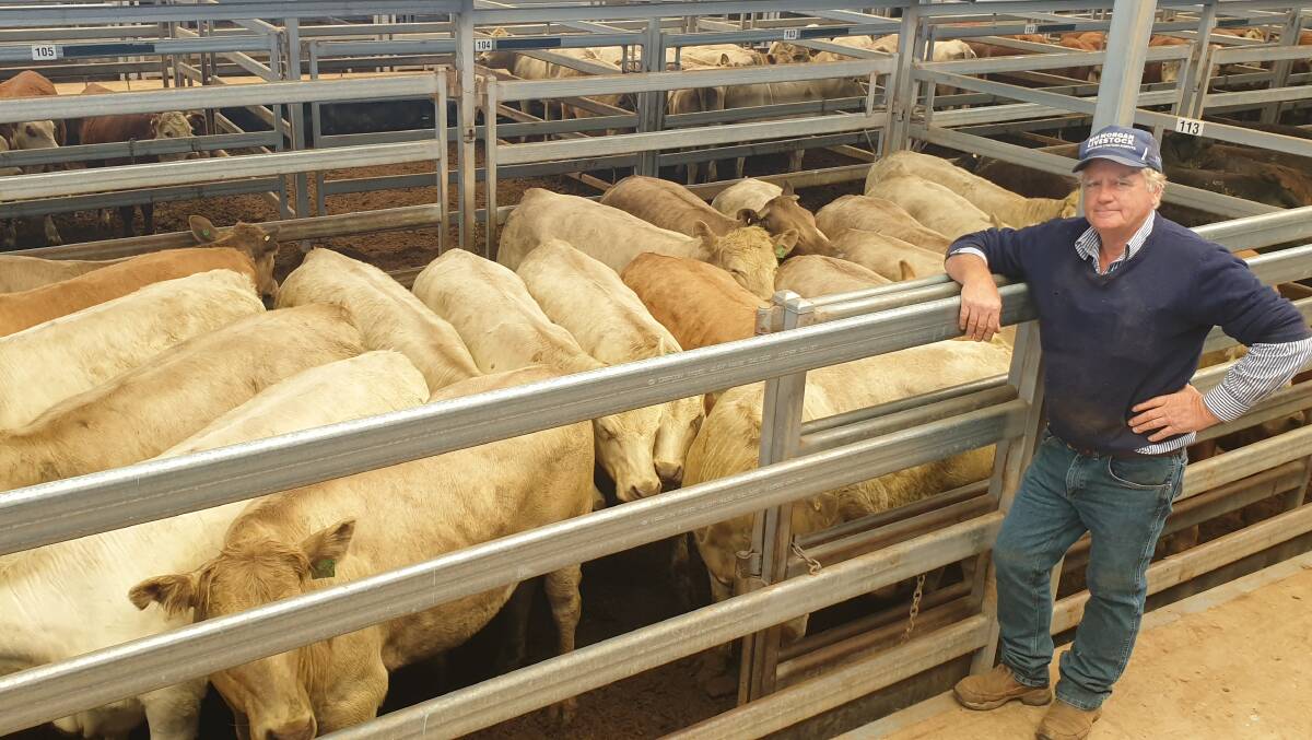 John Rodd, Ian Morgan Livestock, with Charolais-cross heifers sold by Bill, Sue and Cameron Wilson, Retaru, that made 550c/kg at Tamworth prime cattle sale on Monday. Photo: Michelle Mawhinney, TLSAA