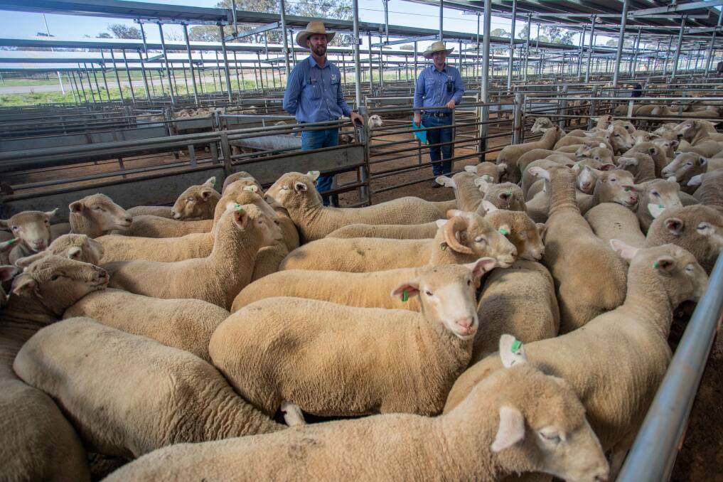 Nick Harton, Jim Hindmarsh and Company, and RMA Network trainee Isaac Bloomfield, with 53 crossbred lambs sold by J and G Bourke, Braidwood, for $190/head at South Eastern Livestock Exchange, Yass, on Wednesday last week.