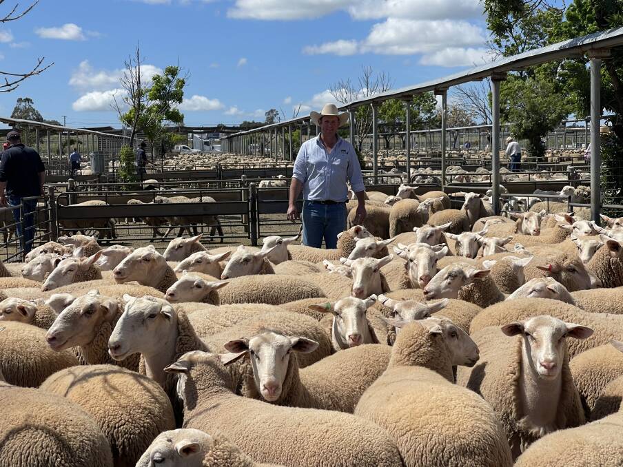 Tim Drum, Riverina Livestock Agents, with the Douglas familys heavy lambs which sold for $399.2 a head at Wagga Wagga last Thursday. Photo: Riverina Livestock Agents