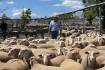 Not quite $400 for lamb | Market Murmurs