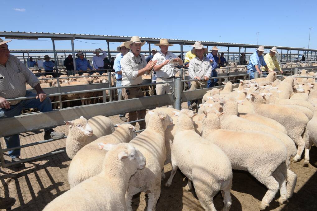 Forbes Livestock and Agency Company agents Randal Grayson, Jack Rix and Tim Mackay selling lambs at the Forbes prime lamb sale on Tuesday. Photo by Rachael Webb