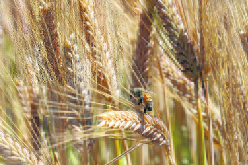 Grain Wrap | Eastern grain sales subdued