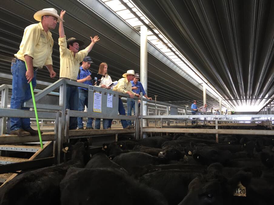 Ray White Emms Mooney agents take bids during the Central Tablelands Livestock Exchange, Carcoar, store sale on Friday.