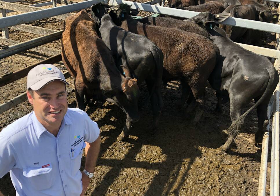 Andy Reichel from Euroka sold Brangus steers with an average weight of 331kg for 260c/kg ($863/head) at the Kempsey Stock and Land spring steer and bullock sale last week. Photo by Samantha Townsend.
