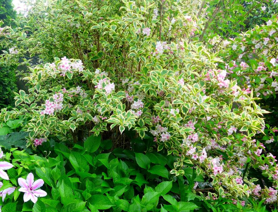 Hardy variegated weigela (W. florida Variegata) has pink, trumpet shaped flowers in spring and summer and is easily propagated from tip cuttings.