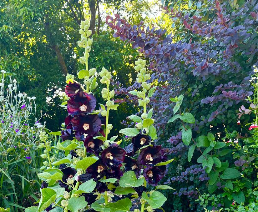 Hardy black hollyhock Alcea rosea Nigra and Berberis thunbergia Purpurea in Fiona's garden.