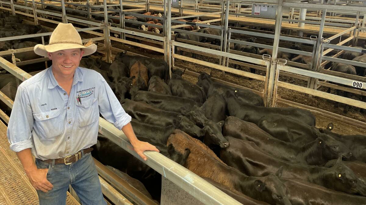 Jack Whitty of Kevin Miller, Whitty, Lennon and Company, Forbes, with a lovely line of 12- to 14-month-old Angus heifers sold by CJ and RL Hall for $850 a head at Carcoar last Friday. Picture by Karen Bailey. 