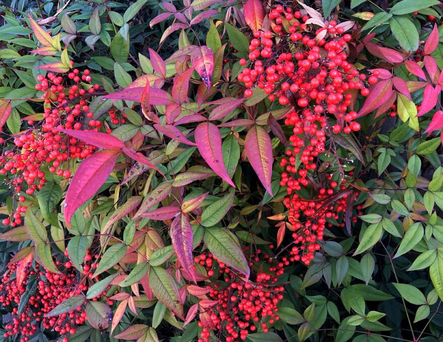 Leaves of Sacred or Heavenly Baboo (Nandina domestica) turn pink and red in cold weather. Birds ignore the scarlet berries.