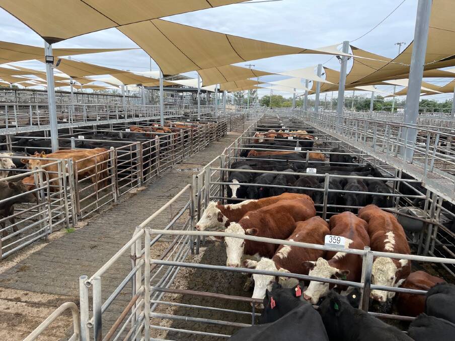Cattle supply was limited at Dubbo store sale last Friday.