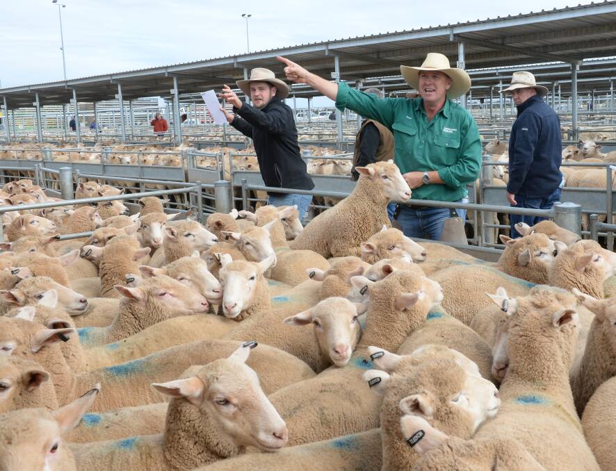 Geoff Rice of Langlands Hanlon, Parkes, takes bids at the prime lamb sale in Forbes.