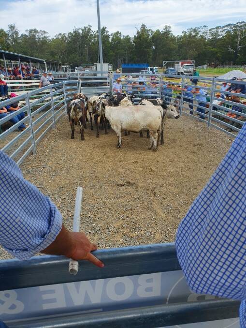 Buyers line the rail of the recently constructed selling ring at Maitland saleyards during a store cattle sale last month.