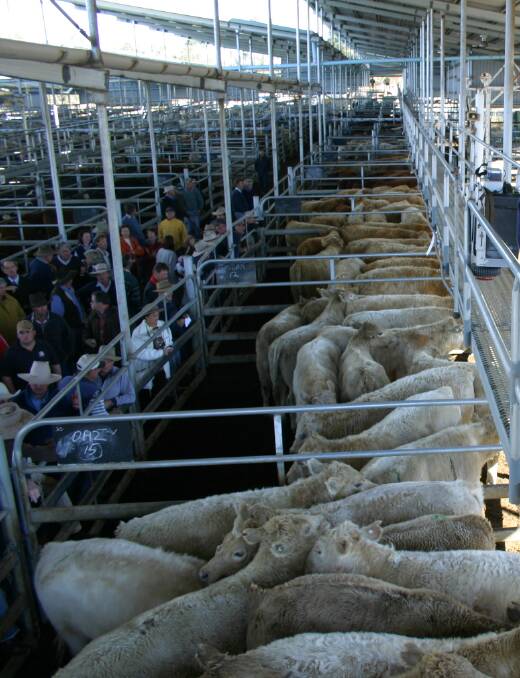 At Armidale saleyards council want to replace/extend cattle holding yards, renew cattle weighing scales, increase the parking and refurbish amenities and offices.