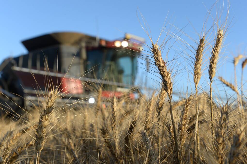 Smart Marketing | Wheat support slips after USDA report