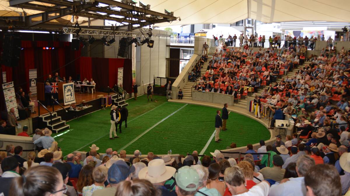 Focus shifts to national auctioneer prize