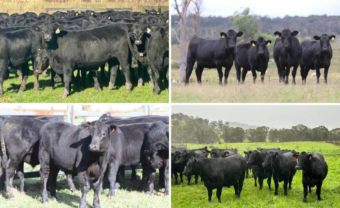 A selection of the cattle offered during the second annual Nutrien Boultons New England Twilight Weaner, Feeder and Breeder Sale last Thursday. Pictures supplied.