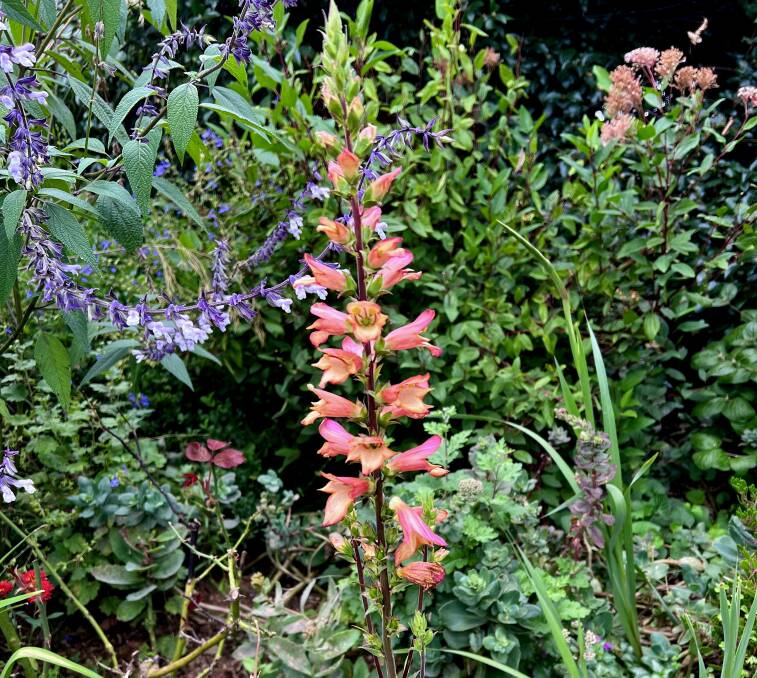 Salvia 'Phyllis Fancy', sedums and hybrid foxglove Digiplexis digitalis can be cut down in late autumn for compost.