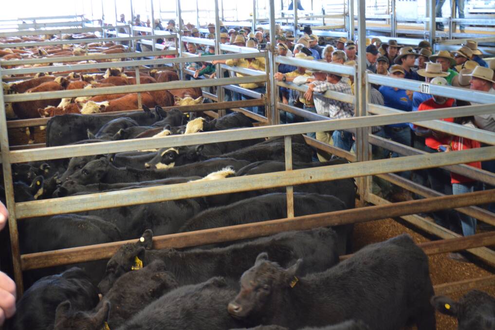 During the past month the Eastern Young Cattle Indicator moved between 528/kg and 534/kg (carcase weight) reflecting the stability of the market. 