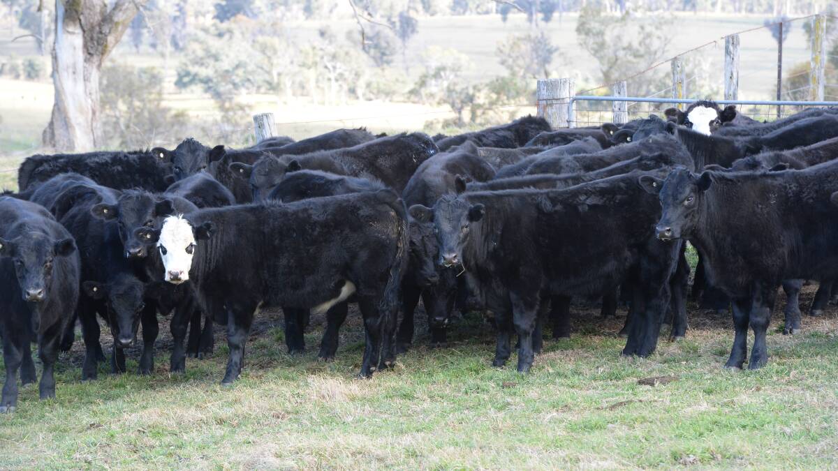 Cattle buying spree ramps up online
