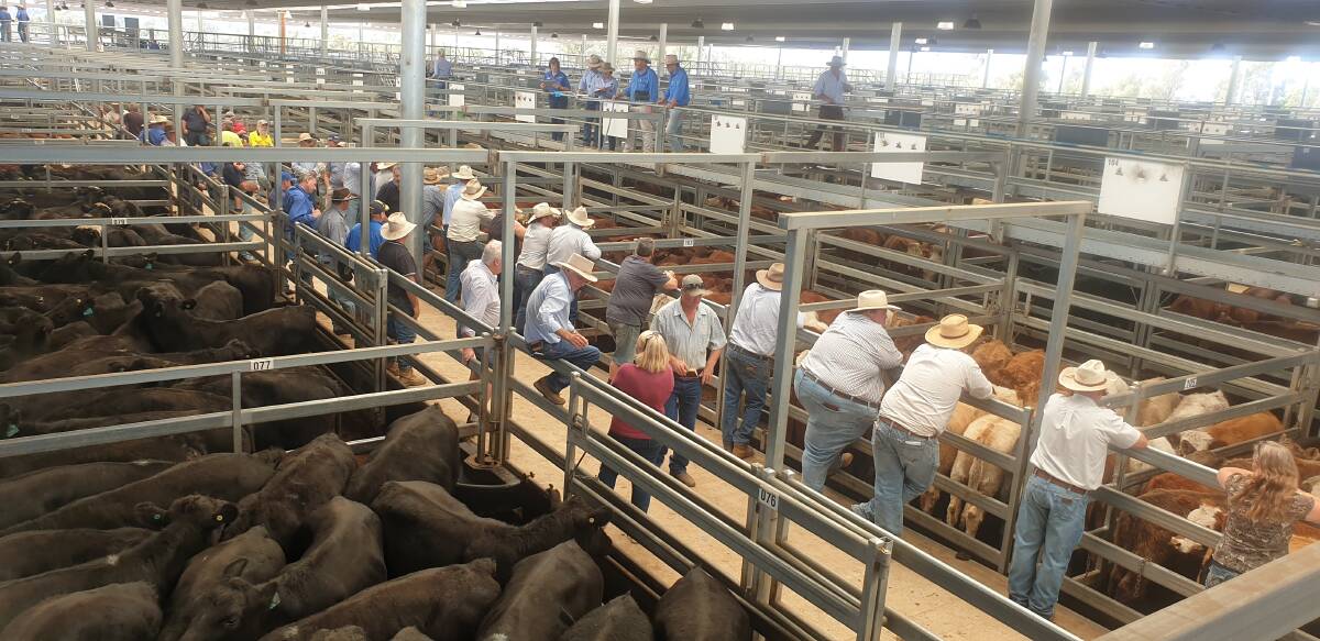Prime market action during the Tamworth Regional Livestock Exchange sale on Monday. Photo by Michelle Mawhinney.