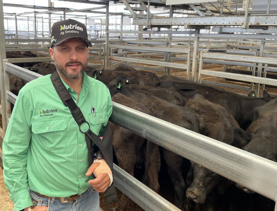 Joel Fleming from Nutrien Livestock at Tamworth said a bit of rain in the district had added confidence to the cattle market. Picture by Simon Chamberlain.