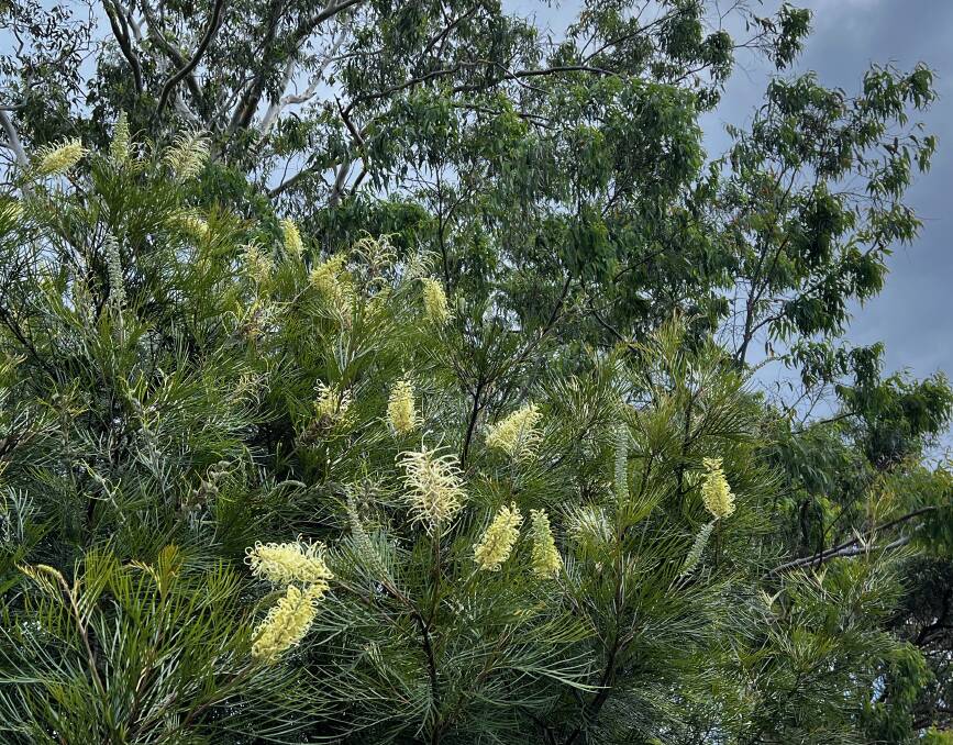 Grevillea Moonlight flowers all year round in warm regions and can be grown from spring and summer cuttings.